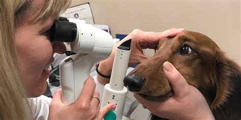 Eye Conditions in Dogs | Eye Conditions in Cats | Washington DC
