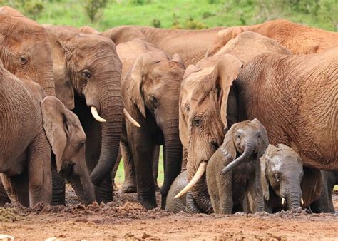elephant matriarchal society elephant aid international