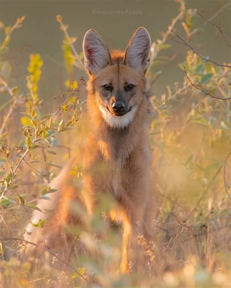 Journey into world of maned wolves stunning photos facts inside animal ...