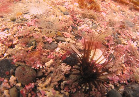 The little-known and 'weird' deep sea algae around our shores ...