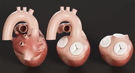 Сердце человека 3D Модель $89 - .max .ma .upk .fbx .unitypackage .gltf ...