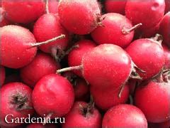 Варенье из плодов боярышника