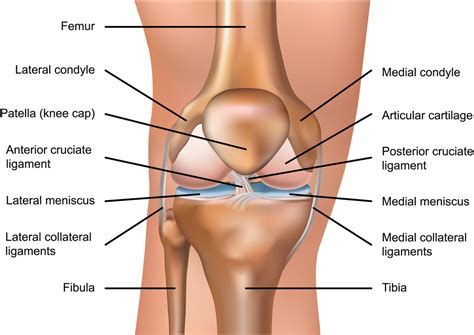 Matthew Boyle - Orthopaedic Surgeon - Knee Anatomy | Knee Ligaments | Knee Injuries