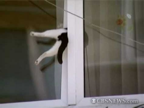 Cat Gets Stuck in Window - YouTube