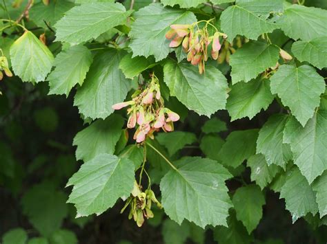 Acer tataricum (Amur Maple, Tatarian Maple) | North Carolina Extension ...