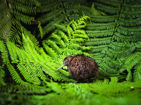 The National Kiwi Hatchery Aotearoa (2025) - All You Need to Know