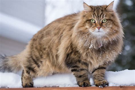 Siberian Cat — Full Profile, History, and Care