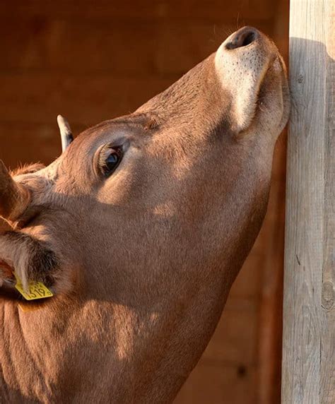 Raças de cavalo – Conheça as principais criadas no Brasil