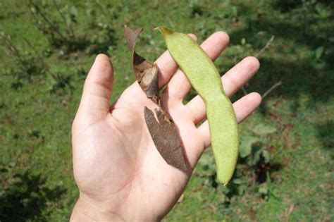 trees  exploding seed pods  quincy gean blog
