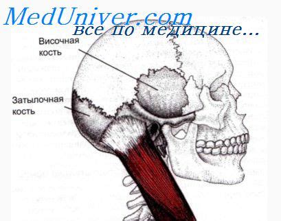 Сосудистое обеспечение стенок барабанной полости. Особенности ...