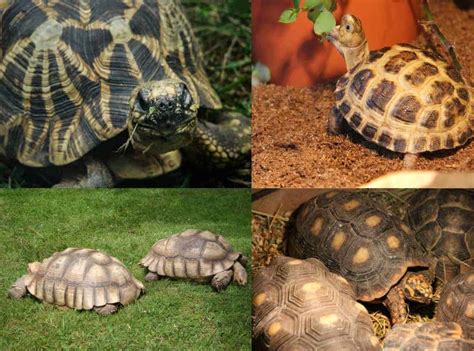 how to take care of tortoise