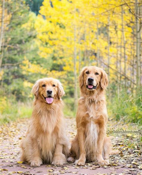 17 Best images about Animals Dog Golden Retriever on Pinterest | Ray ...