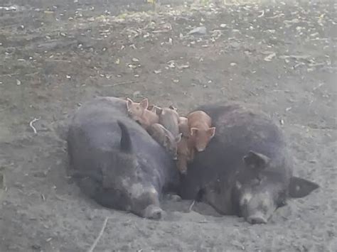 riverdog farm hog blog cold fall mornings   pens