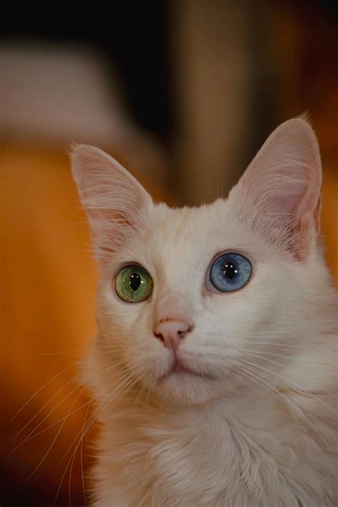 White Cat with Heterochromia · Free Stock Photo