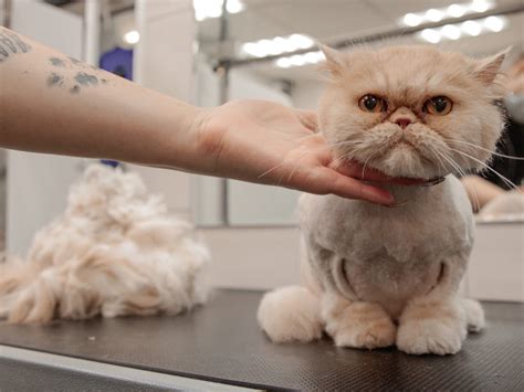 Стрижка кошек - груминг в Москве - цена в салонах Puffy-Groom