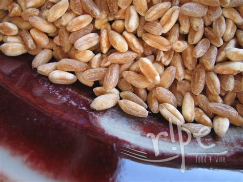 Farro | RIPE