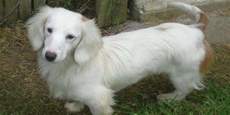 double dapple awareness unsafe breeding  dachshund community
