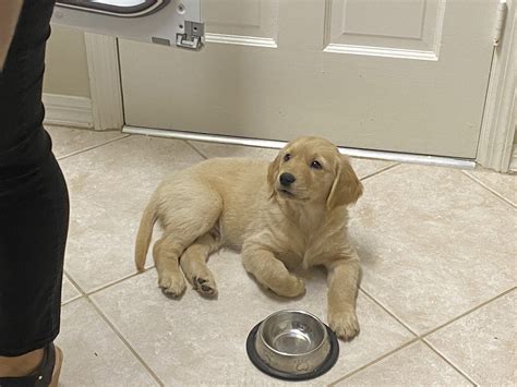 Golden retriever for sale latest pet ads buy sell adopt – Artofit