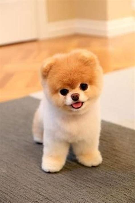 Chien mignon – Artofit