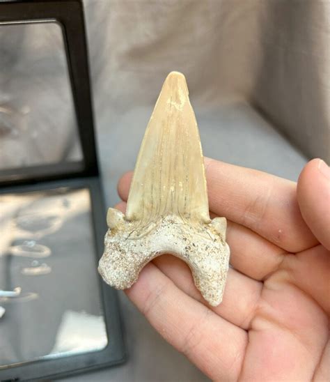 Fossil Lamna Shark Tooth - The Dinosaur Store & Museum