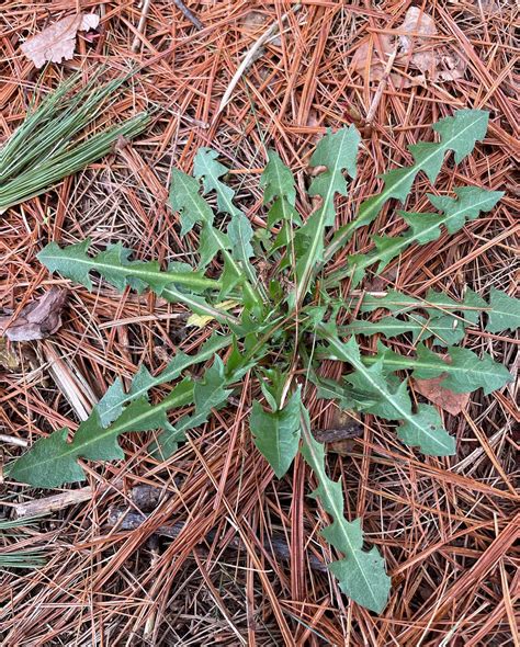 how to eat a dandelion