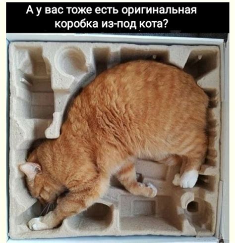 Коробка для кота (⁠ ⁠‿⁠ ⁠) | Süße katze meme, Süße katzen, Verpackung