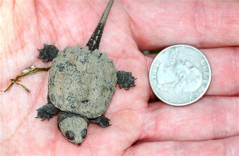 baby common snapping turtle size - Oneida Fay
