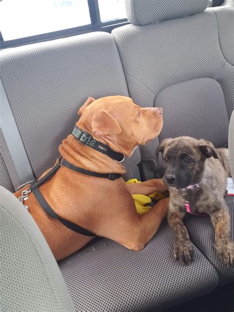 Can Dogs Get Sick From You at James Jain blog