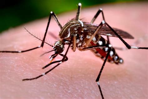 Dengue fever - symptoms, treatment and prevention - Indoindians.com