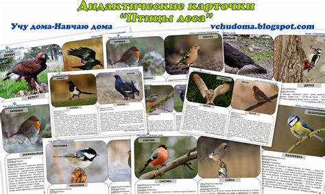 Учу дома: Дидактические карточки "Птицы леса" Zoology, Animals, Waldorf ...