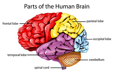 Search Results for “Diagram Of The Human Brain” – Calendar 2015