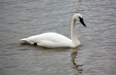 Trumpeter swan - song / call / voice / sound.