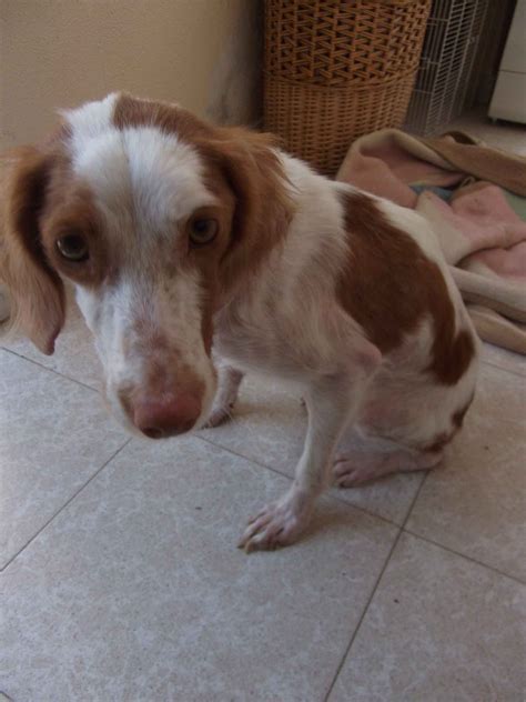 NOBLE GALGO: AYUDA PARA NANA, BRETONA CON LEIHSMANIA, POCO PELO