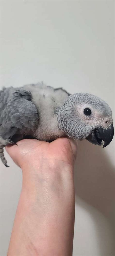 African Grey Baby Gina - Home to the African grey parrots