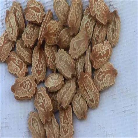momordica charantia seed packaging type pp bag  kg  dehradun