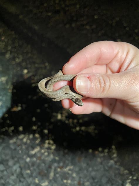 Lifer for me! Dekay’s brown: location Alabama : r/herpetology