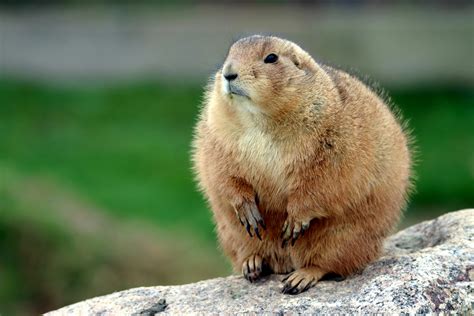 Chubby Dog Photos, Download The BEST Free Chubby Dog Stock Photos & HD