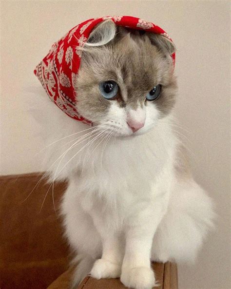 Adorable Babushka Cat | Lipstick Alley