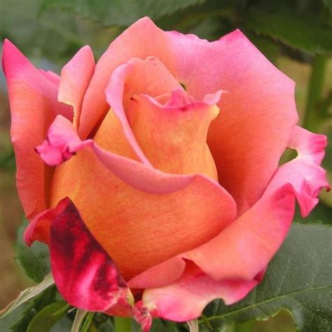 Michel Drucker ® | Roses' Name