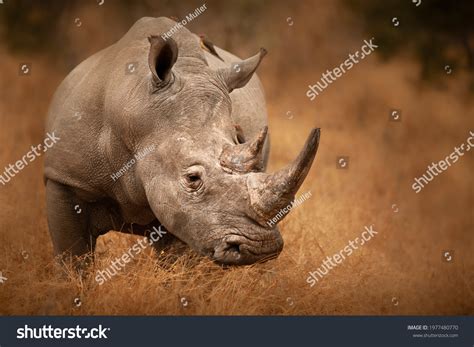 34,910 African rhino Stock Photos, Images & Photography | Shutterstock