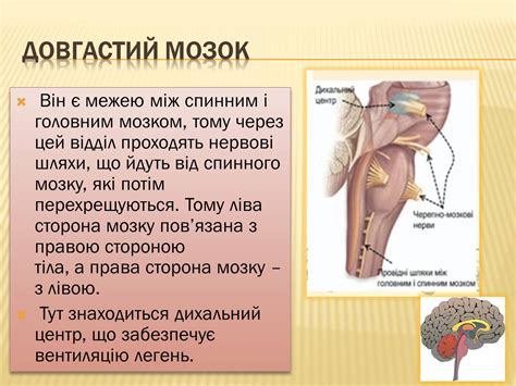 Презентація на тему Головний мозок (варіант 1) — презентації з біології ...