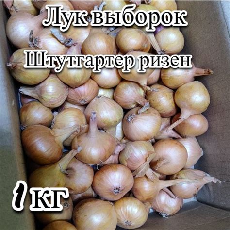 Лук севок, Лук Выборка - купить по выгодным ценам в интернет-магазине ...