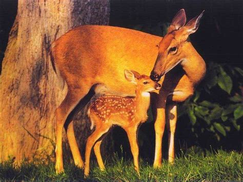 Biche et son faon