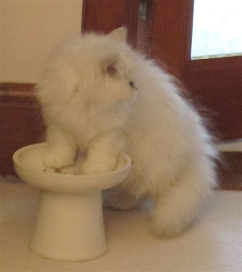 Vomiting Loss Of Appetite In Cats at Joshua Backus blog