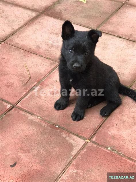 Немецкая овчарка Pisikler Itler - TEZBAZAR.AZ