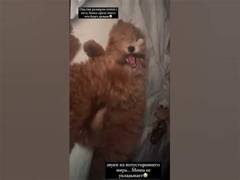 Собаки Жидковского играют #жидковский #instagram #shortsvideo # ...