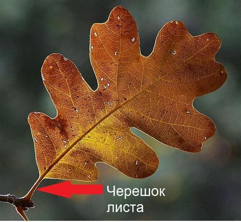 у дуба черешковый или сидячий лист - Школьные Знания.com