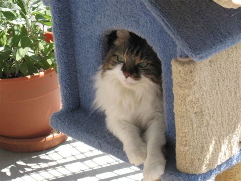 George Online Cat. Author and Behaviourist.: My not-so-new new cat house