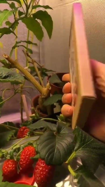 Наш натуральный шоколад с пророщенной гречкой и настоящей клубникой ...