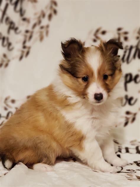 Sable Sheltie Puppies